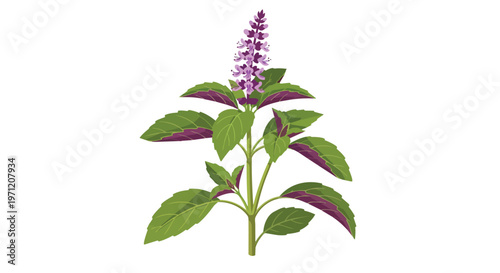 Illustration of Holy Basil Plant with Purple Flowers and Green Leaves