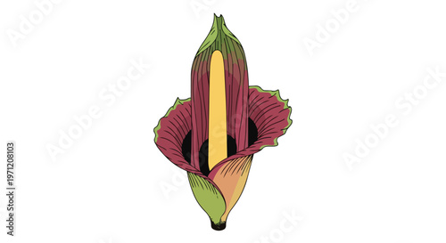 Illustration of a Titan Arum Corpse Flower Bloom