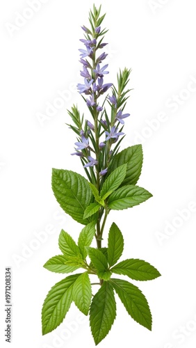Isolated Aromatic Herb Flowers: Mint, Rosemary, and Basil
