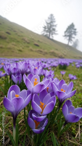 Vibrant Sea of Purple Crocuses Blooming in Early Spring