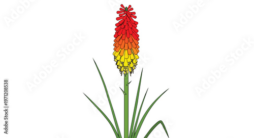 Illustration of a Vibrant Red and Yellow Kniphofia Flower Isolated on White