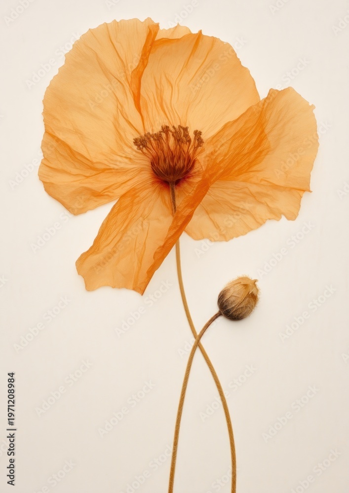 Naklejka premium Delicate orange poppy flower