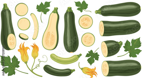 Zucchini Vegetable Set with Sliced, Whole, and Flower Pieces, Green Fresh Produce Illustration for Healthy Food, Cooking, and Organic Designs