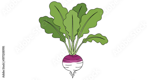 Illustration of a fresh turnip vegetable with green leaves isolated on white background
