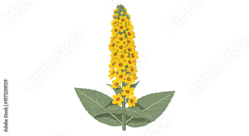 Illustration of a Yellow Mullein Flower Plant on White Background