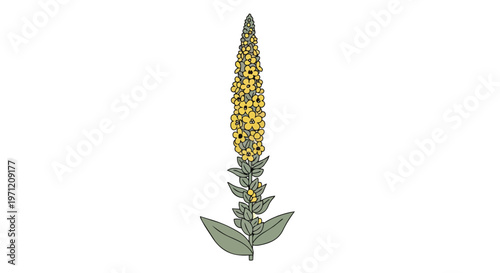 Hand Drawn Illustration of Mullein Flower Plant