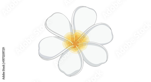 Beautiful Plumeria Flower Illustration Isolated on White Background