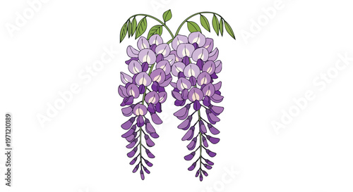 Beautiful Purple Wisteria Flower Clusters Illustration