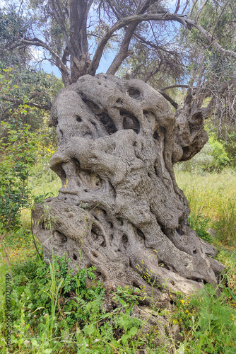 Image of olive tree that is 1500-2000 years old. Olive trees, called 