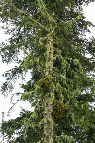 Image of lichens, which grow in nature on rocks and trees without roots, trunk or leaves, and are formed by the combination of a type of algae and a type of fungus.