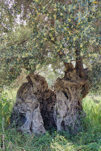 Footage of olive tree that is 1500-2000 years old. Olive trees, called 