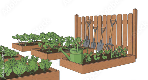 Wooden raised garden beds with leafy plants and gardening tools against a picket fence on white background