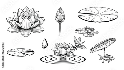 Detailed black and white illustrations of lotus flowers water lily pads and pond life.