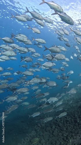 Slow motion school of Bigeye Trevally (Caranx sexfasciatus), 4K UHD footage, Tulamben Bali Indonesia. Natural synchronized behavior in reef ecosystem, marine biodiversity, open water copy space.