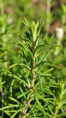 Sun-Drenched Organic Rosemary Herb Close-Up