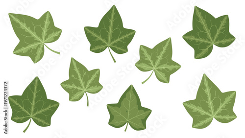 Set of realistic green ivy leaves with detailed veins and various pointed shapes arranged on a plain white background for nature design projects.