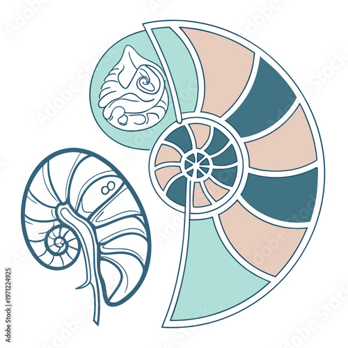 Nautilus shell, geometric shapes and organic forms, representing nature and mathematical beauty.