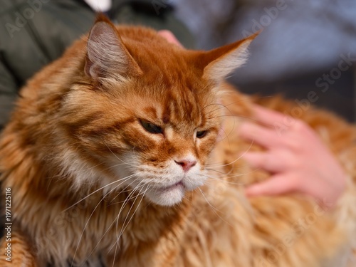 Close-up shot of a ginger Maine Coon cat being held in person arms outdoors.