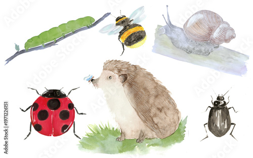 Watercolor garden clipart set featuring cute hedgehog, snail, ladybug, caterpillar, beetle and bumblebee with flowers, hand-painted wildlife illustrations isolated on white.