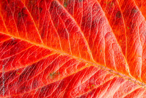 Foto Vibrant red leaf background with intricate textures and natural beauty in autumn