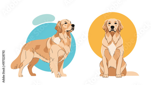 Golden retriever dog illustrations showing a standing side profile and a sitting front view against colorful circle backgrounds.
