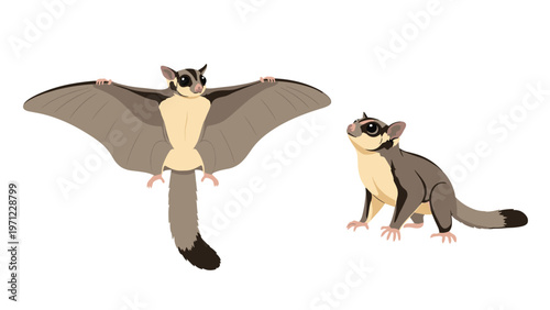 Two sugar gliders shown in different positions with one animal gliding through the air and the other sitting on the ground.