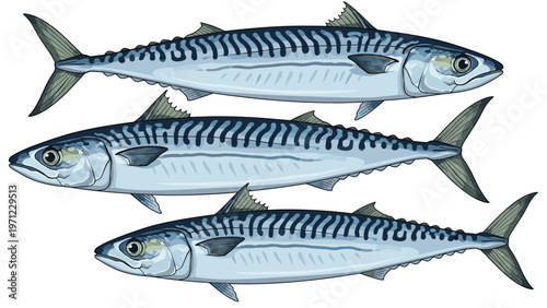 Three detailed mackerel fish with distinctive blue wavy stripes on their backs swimming together on a white background.