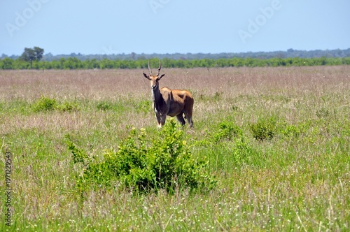 Impala Antilope