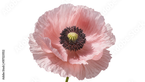 Foto Pink Poppy Flower with Dark Center and Delicate Petals
