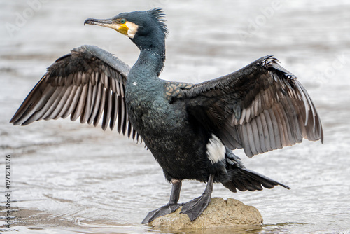Foto A cormorant is drying its wings.