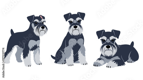 Three illustrations of a grey and white Miniature Schnauzer dog show the breed in standing, sitting, and lying positions.