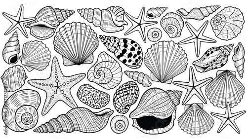 Detailed black and white line drawings of various sea shells and starfish are arranged in a crowded composition.