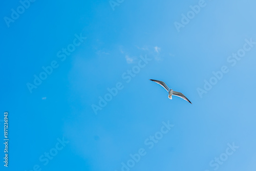 Фотография landscape shot of seagull fling past with wide spread wings with clear blue skie