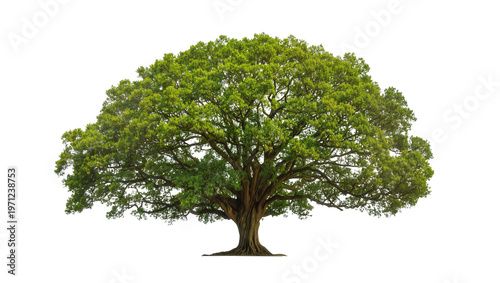 Mature deciduous tree with dense green foliage, displaying thick trunk and sprawling branches