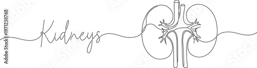 Minimalist continuous line art of human kidneys, medical organ illustration with cursive text, black and white anatomical kidney vector for healthcare