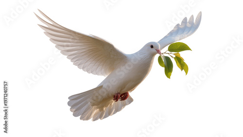 Flying pure white dove carrying lush green olive branch, symbolizing peace