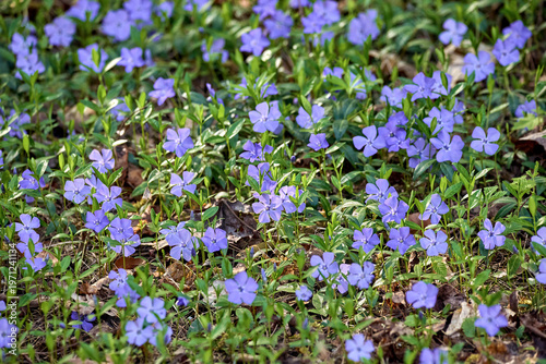 А Background of a field of blue periwinkle flowers