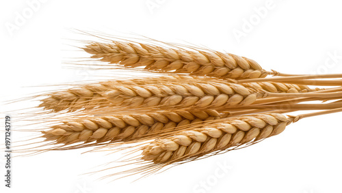 Bild auf Leinwand Golden ripe wheat stalks bunch close-up view