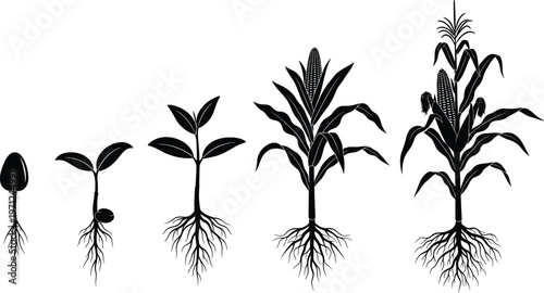 Black silhouette growth cycle of corn plant from seed to mature vegetable stalk with roots isolated on white background vector