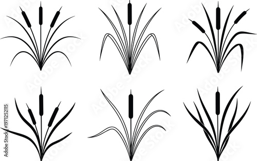 Vector illustration set of stylized bulrush and cattail plants with leaves silhouettes isolated on white background for nature design projects