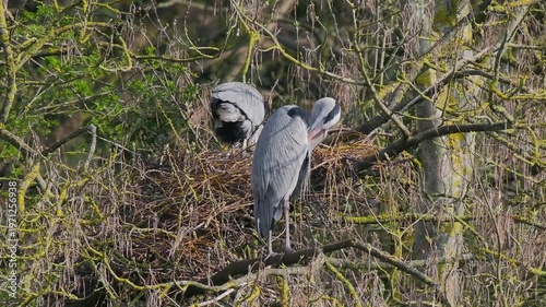 Grey Heron (ardea cinerea ) in a Heronry.