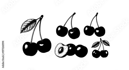 Cherry engraved vector set with hand drawn berry illustration in vintage ink style isolated on white background