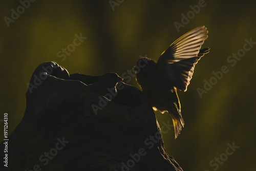 Photos European greenfinch lands by another on stump