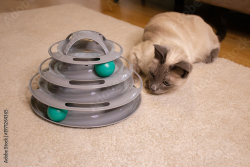 Cat looking at plastic interactive track toy with green balls on carpet indoors.