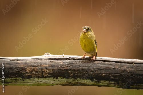 фотографія European greenfinch on cracked branch in rain