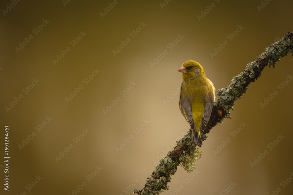 Obraz premium European greenfinch turning round on lichen-covered branch