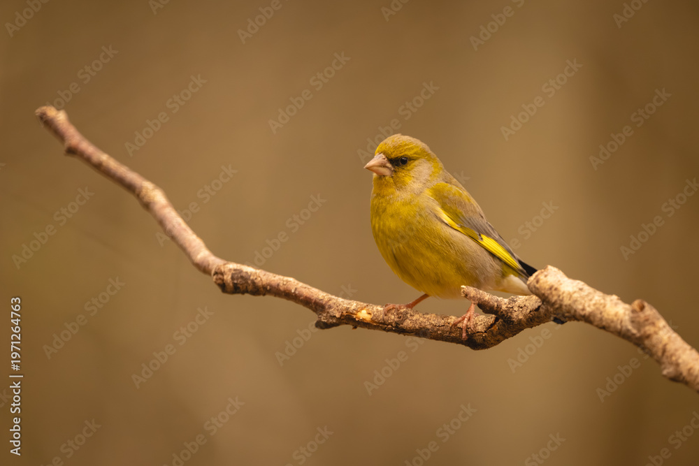 Fototapeta premium European greenfinch watches camera from crooked branch