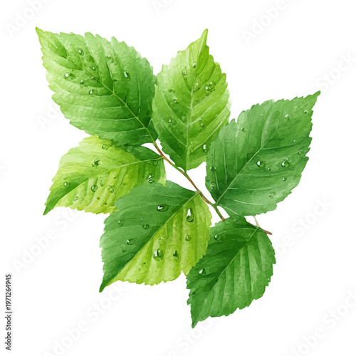 Watercolor painting of Slippery Elm, detailed and artistic vector illustration on a white background.