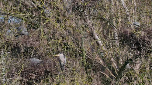Grey Heron (ardea cinerea ) in a Heronry.