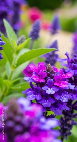 Vibrant Purple Flowers Blooming in a Garden.